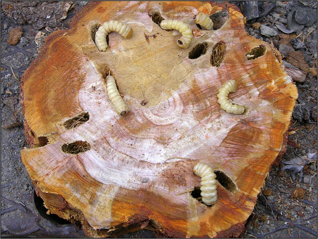 Larve di Anoplophora chinensis (Foto di: SFR Lombardia)