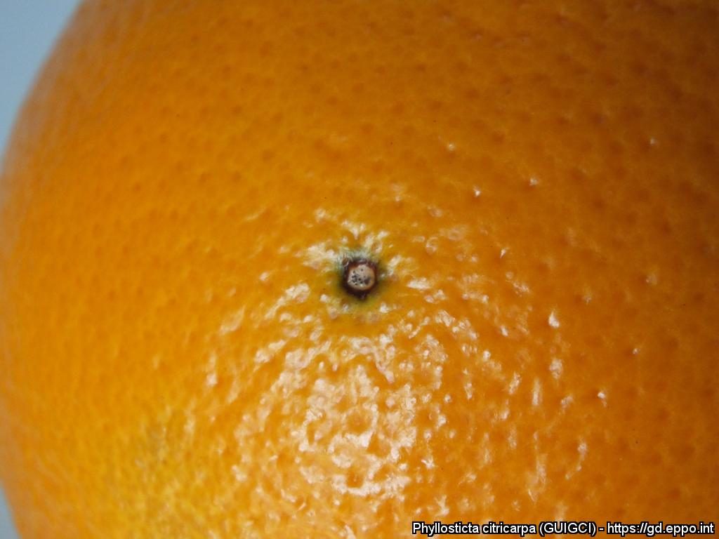 Macchia nera degli agrumi da Phyllosticta citricarpa; si osserva una leggera depressione circolare sulla buccia circondata da un alone dapprima più chiaro e poi più scuro (Foto di: EPPO Global Database, 2021)