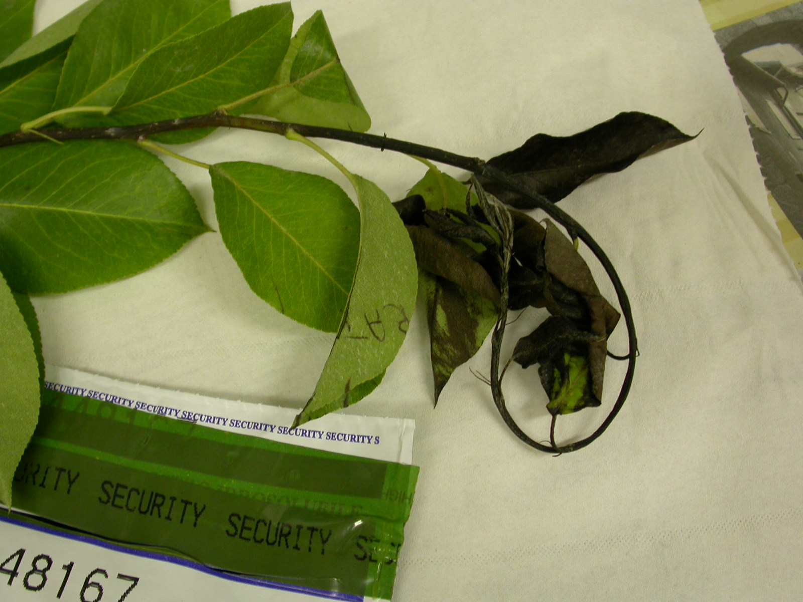 Necrosi fogliare da Erwinia amylovora (Foto di: Francesca Gaffuri, SFR Lombardia)