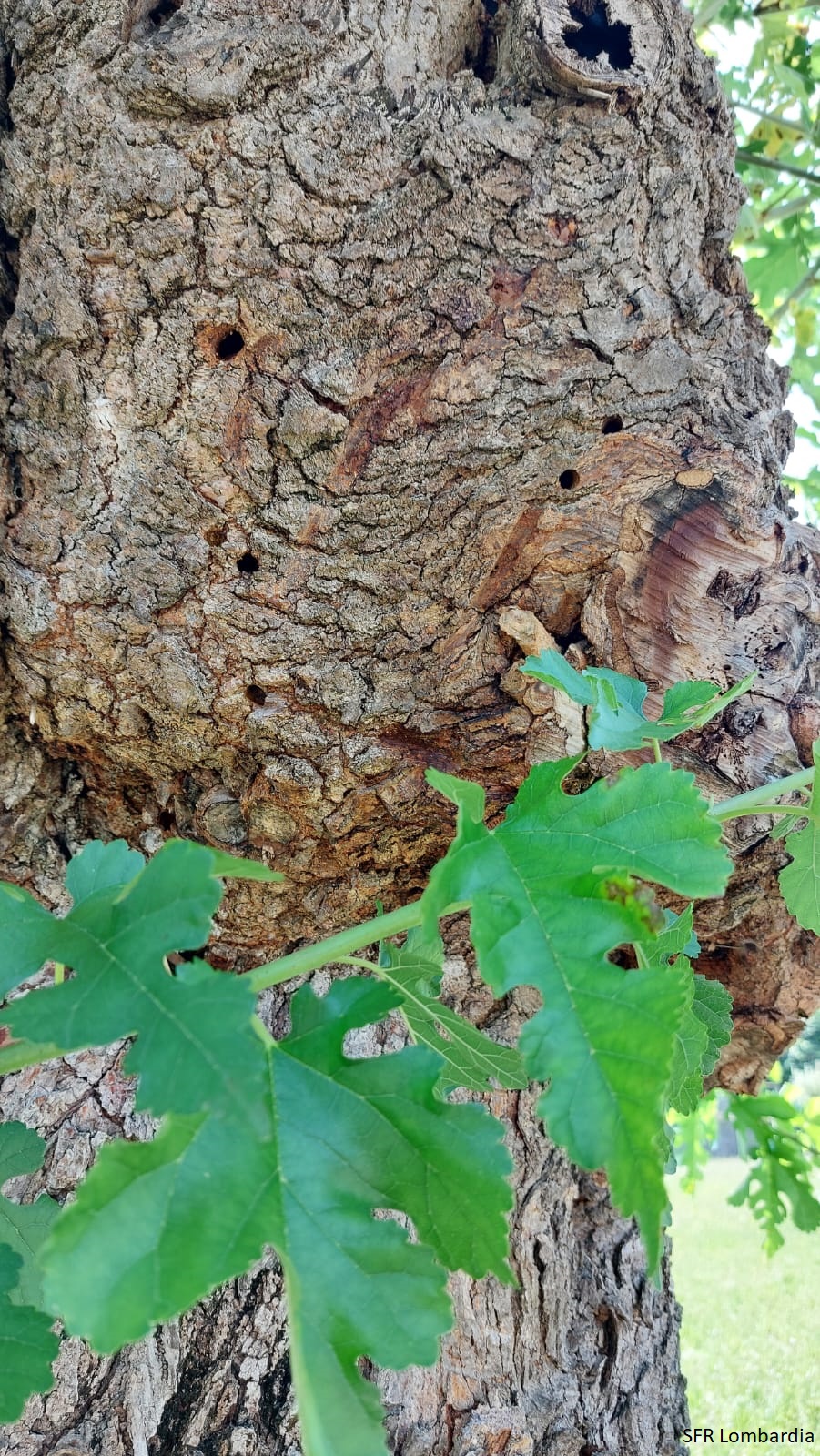 Fori di sfarfallamento di Xylotrechus chinensis