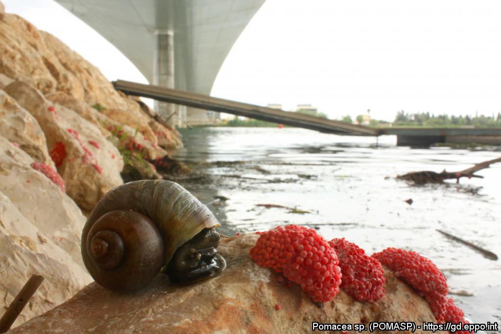 Pomacea sp. (Foto di: EPPO Global Database, 2021)