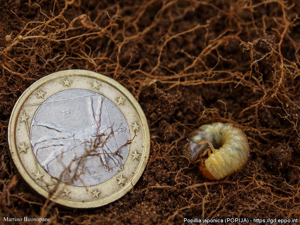 Larva di P. japonica 