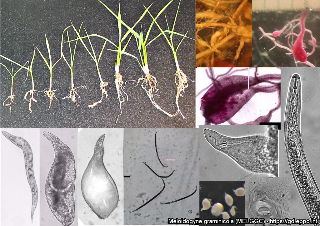 Meloidogyne graminicola (Foto di: Stefano Sacchi, Laboratorio del Servizio Fitosanitario della Regione Lombardia)
