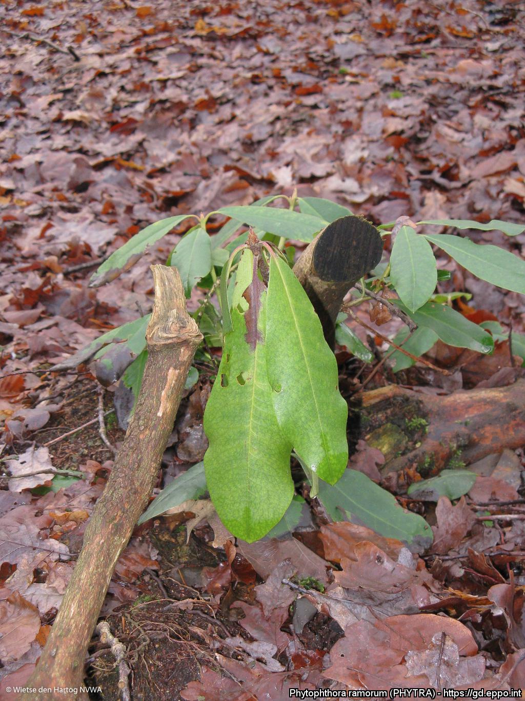 Phytophthora ramorum