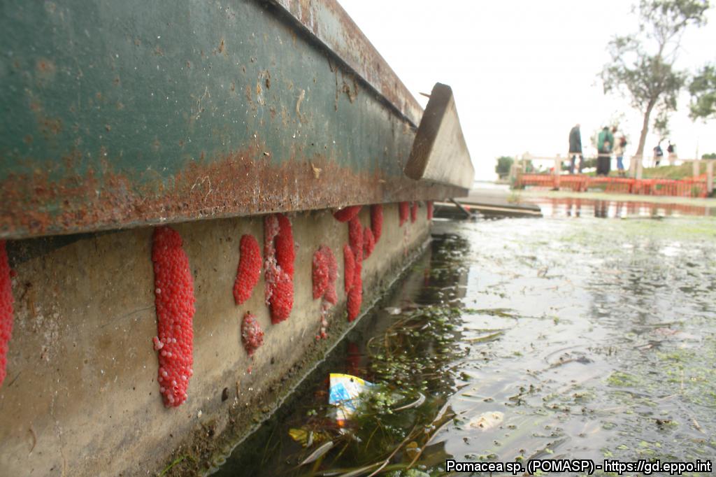 Uova di Pomacea sp. (Foto di: EPPO Global Database, 2021)