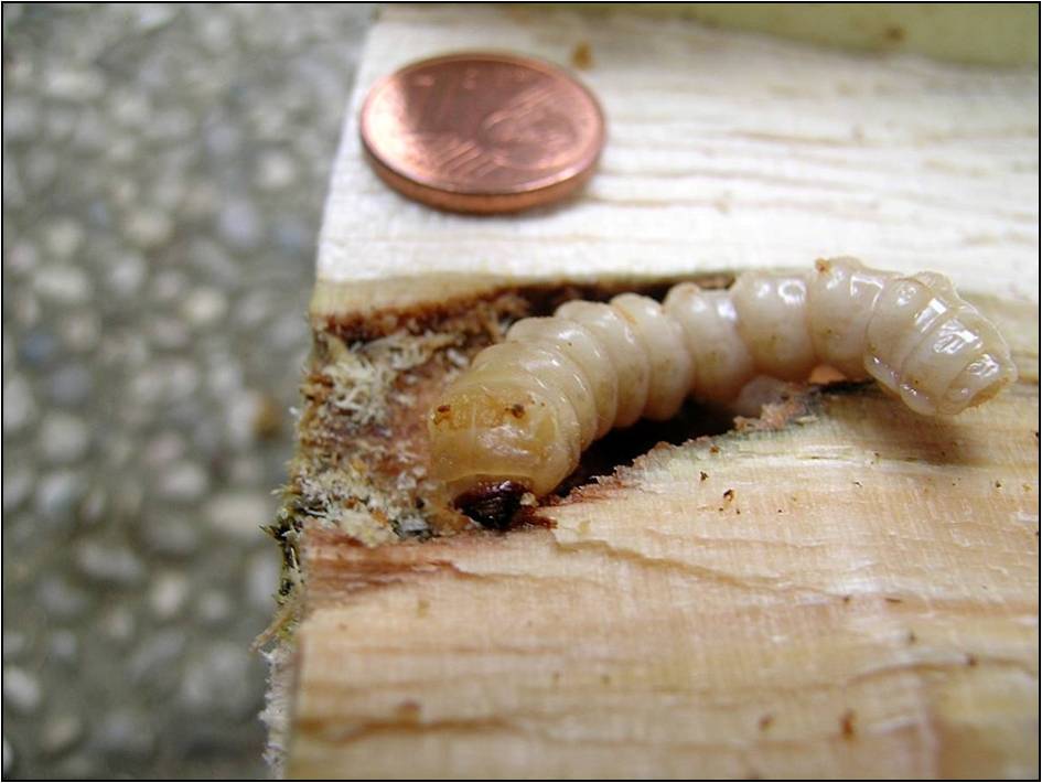 Larva di Anoplophora glabripennis (Foto di: Servizio Fitosanitario Regione Lombardia)