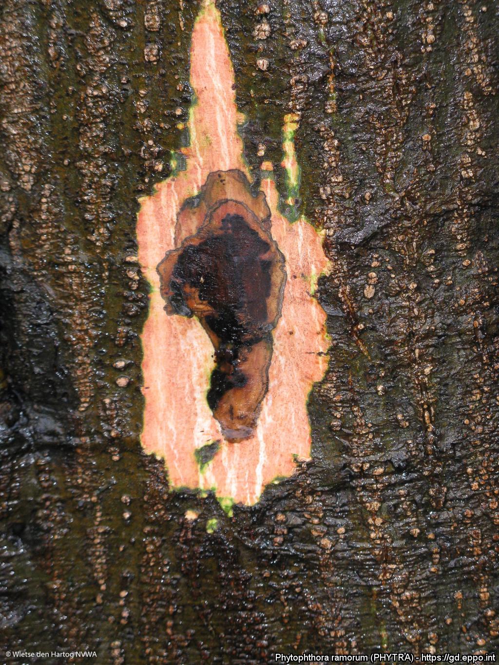 Phytophthora ramorum