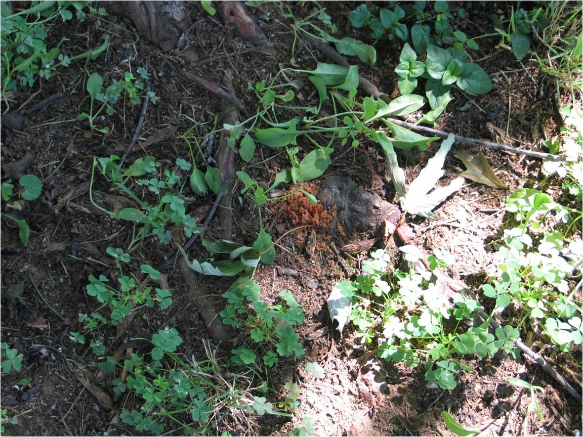 Rosura di Anoplophora chienensis (Foto di: SFR Lombardia)
