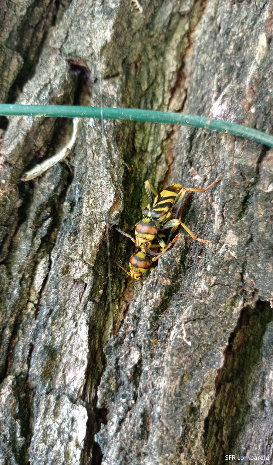 Adulti di Xylotrechus chinensis