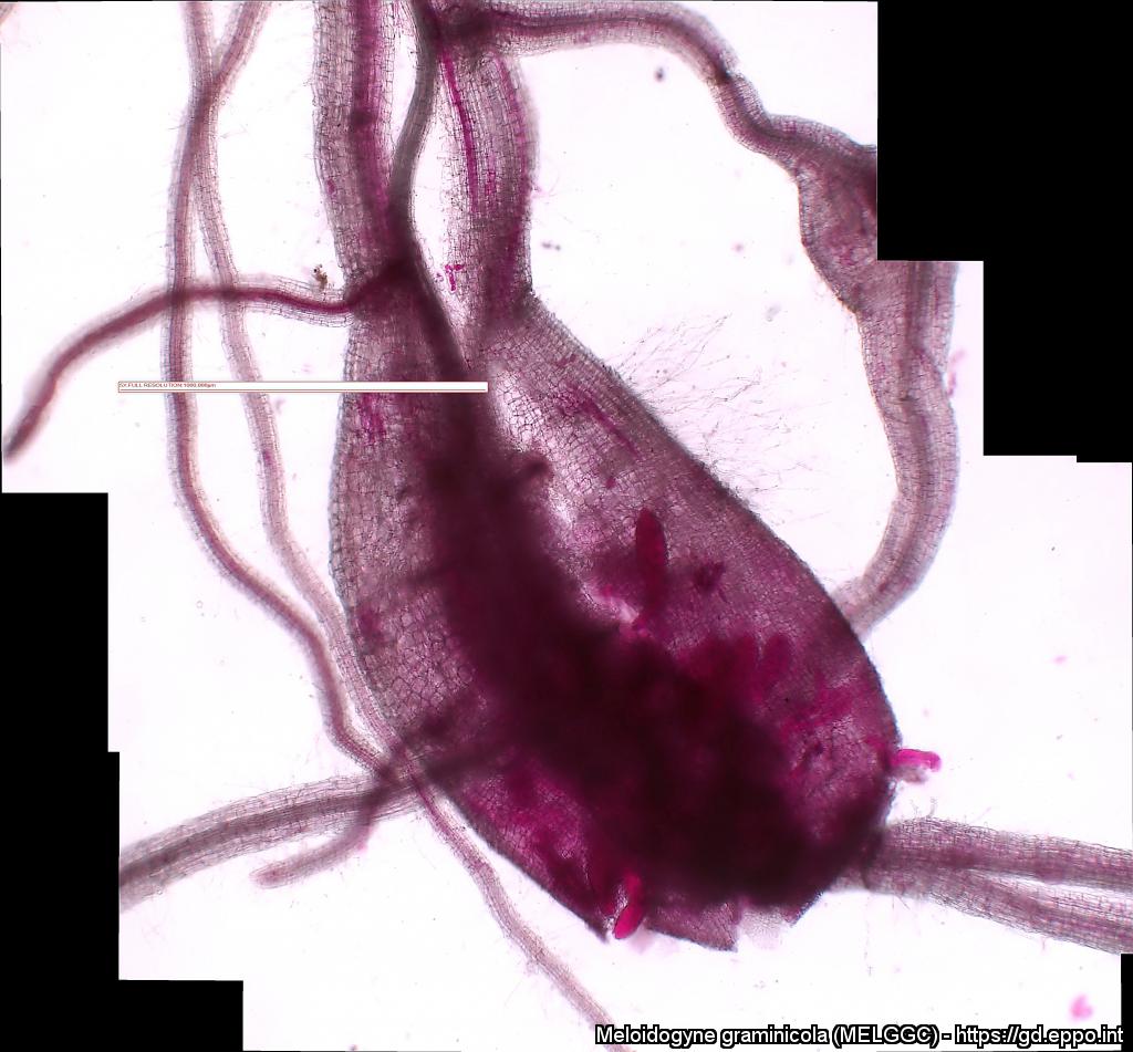 Galle di riso dopo colorazione mediante fucsina acida (Foto di: Stefano Sacchi, Laboratorio del Servizio Fitosanitario della Regione Lombardia)