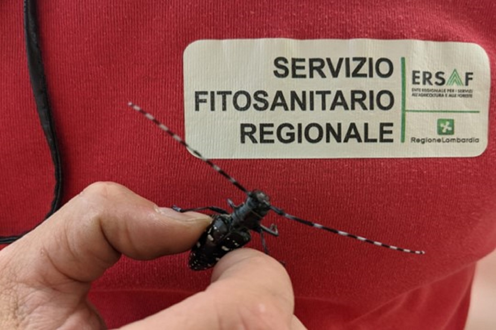 Anoplophora glabripennis - incontro Ghisalba