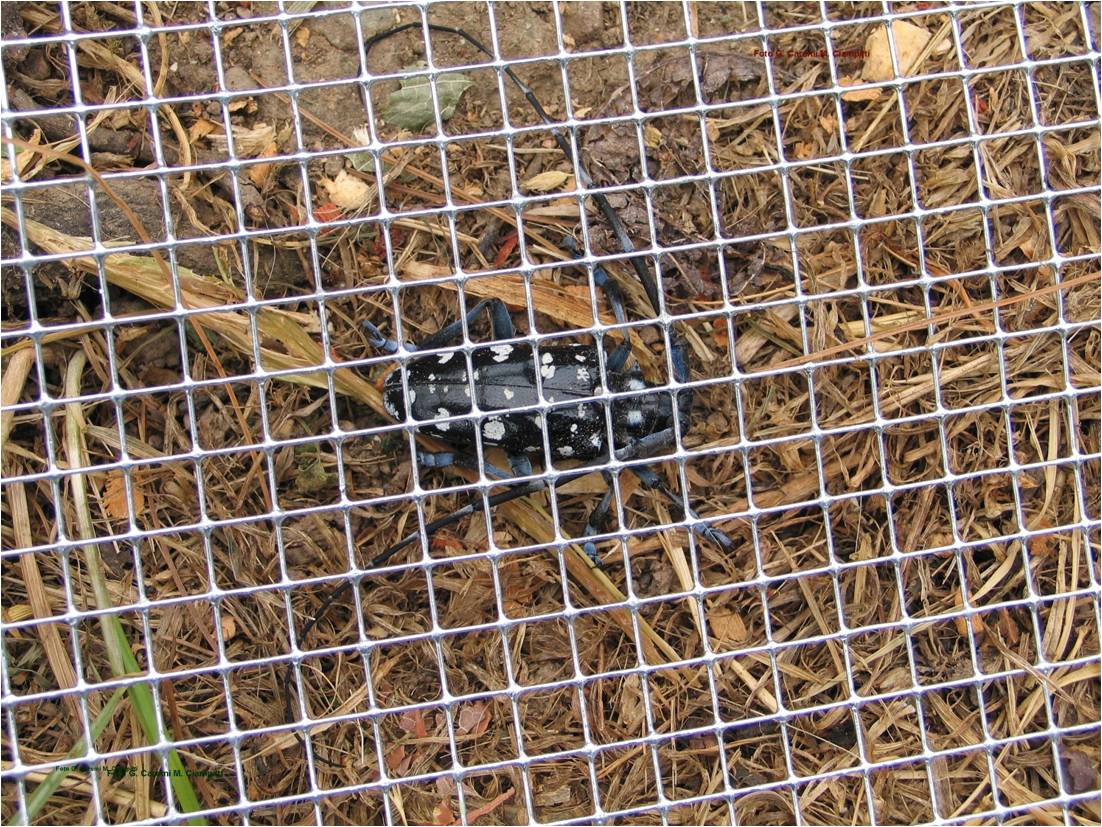 Adulto di Anoplophora chinensis (Foto di: SFR Lombardia)
