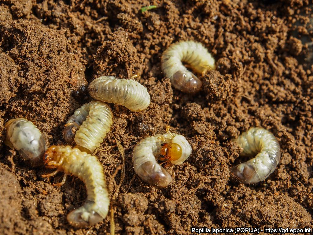 Larve di P. japonica 