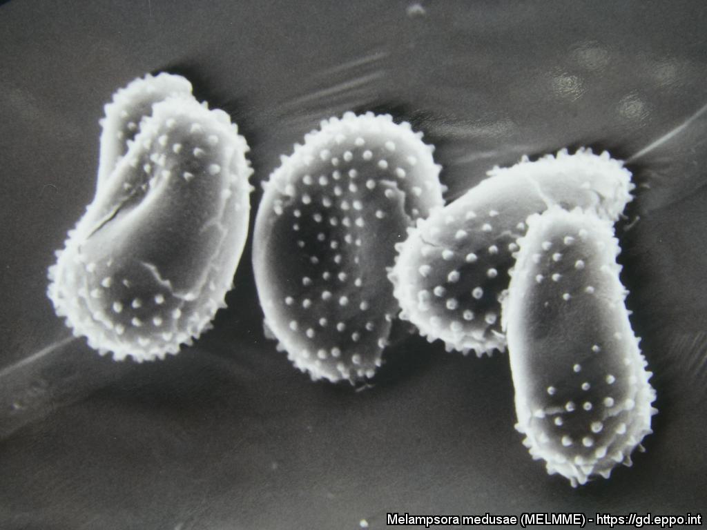 Melampsora medusae