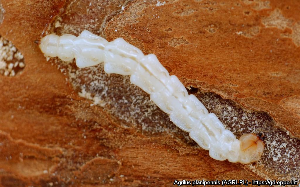 Larva di Agrilus planipennis