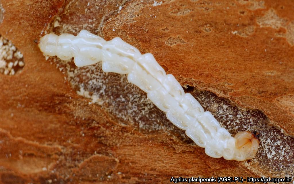 Larva di Agrilus planipennis