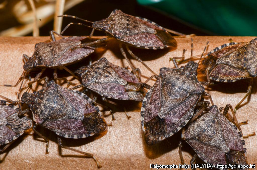 Adulti di cimice asiatica