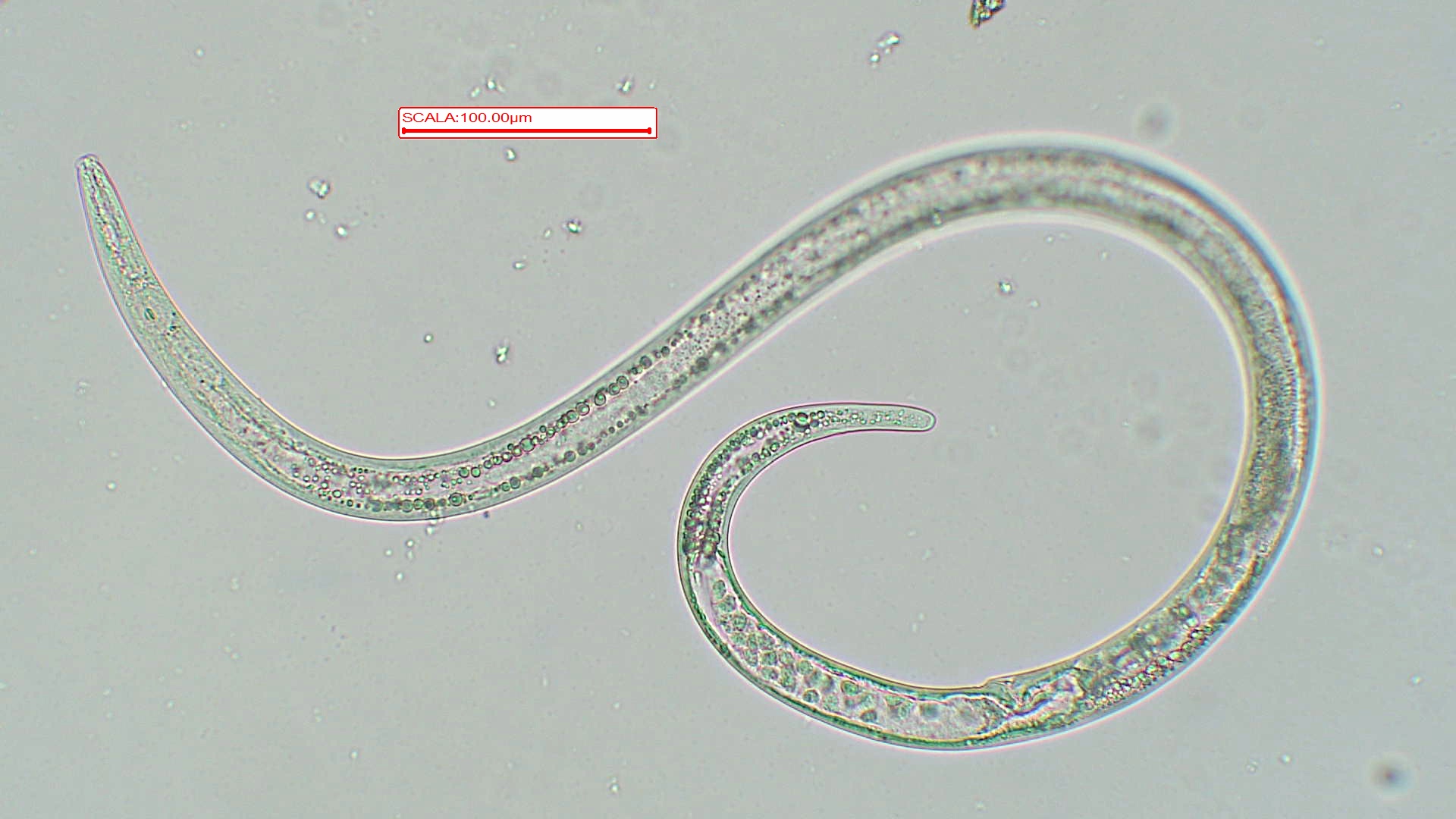 B. xylophilus
