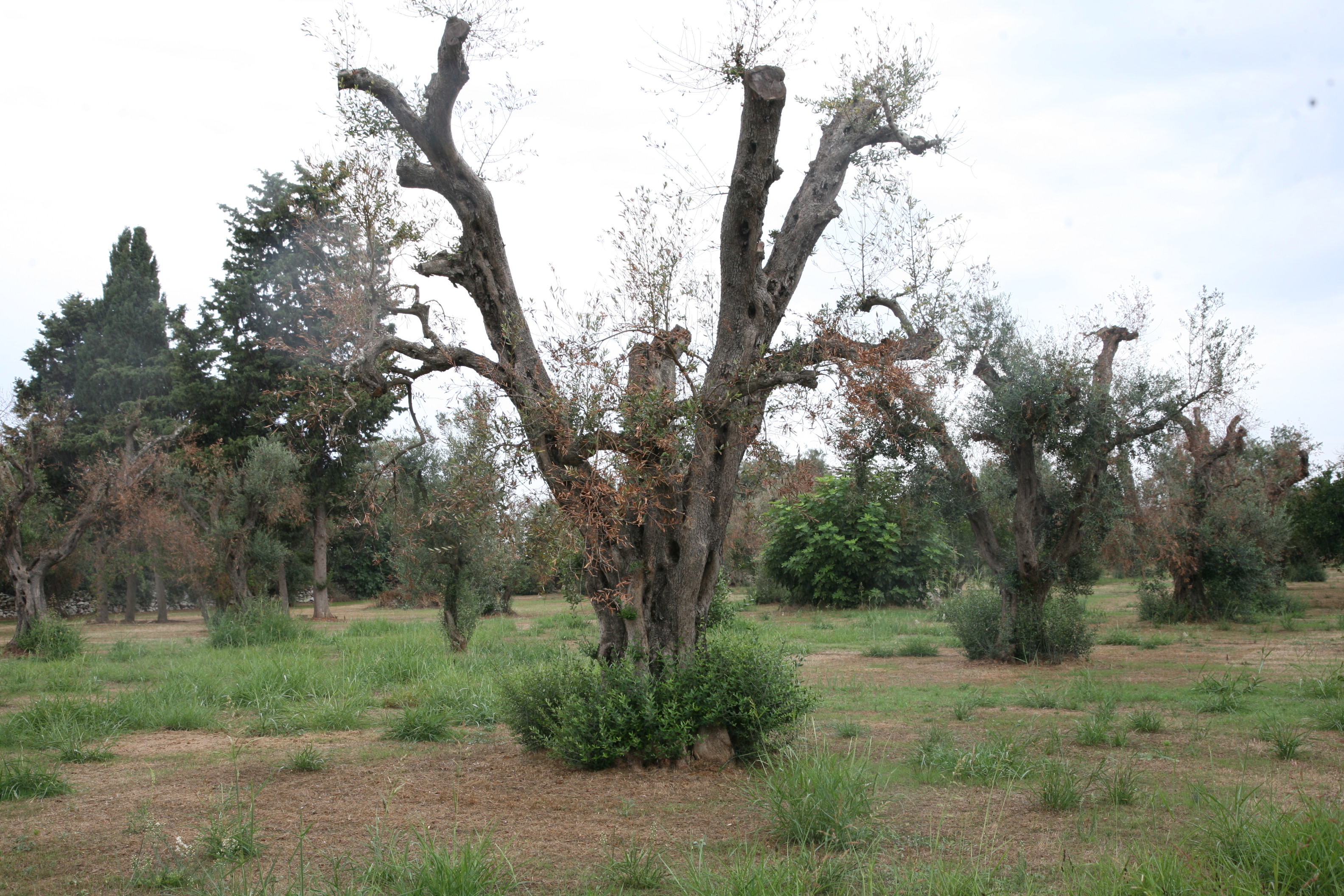 Complesso del disseccamento rapido dell’olivo da Xylella fastidiosa (Foto di: Ministero delle politiche agricole alimentari e forestali)