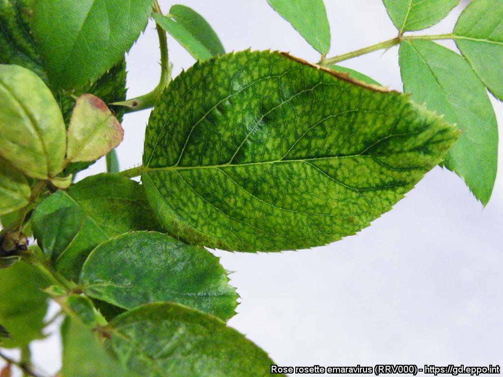 Mosaicatura e decolorazione fogliare su rosa infetta da Rose rosette emaravirus (Foto di: EPPO Global Database 2021)