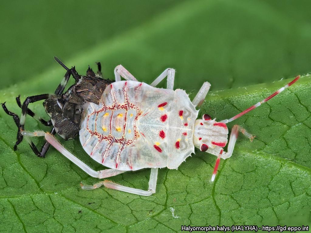 Cimice asiatica, quinto stadio appena uscito