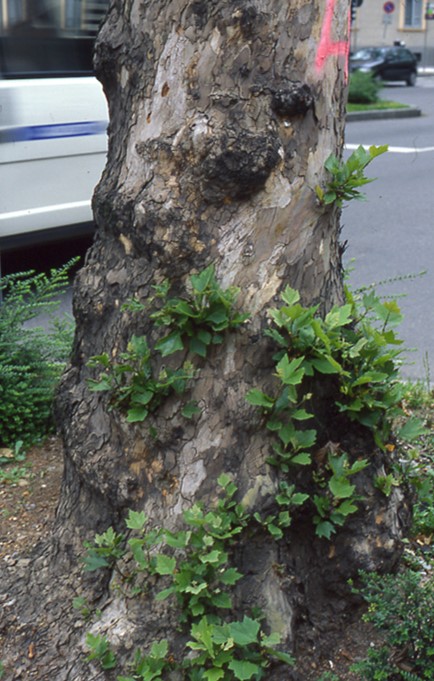 Riscoppi vegetativi alla base di un plantano con cancro colorato (Foto di: SFR Lombardia)