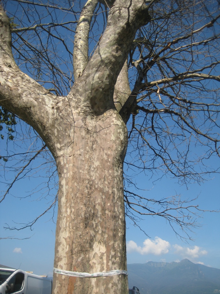 Cancro colorato del platano da Ceratocystis platani (Foto di: SFR Lombardia)