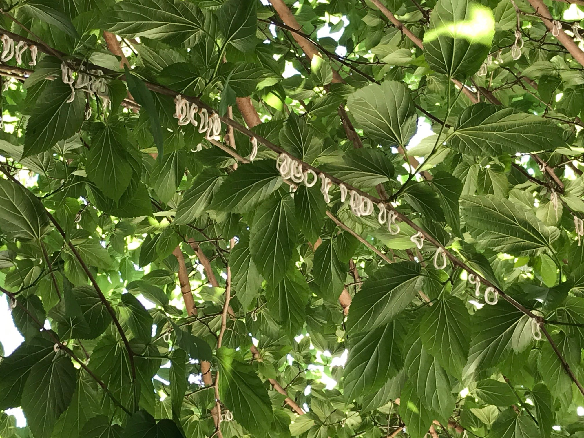 Ovisacchi dall’aspetto cotonoso di Takahashia japonica 