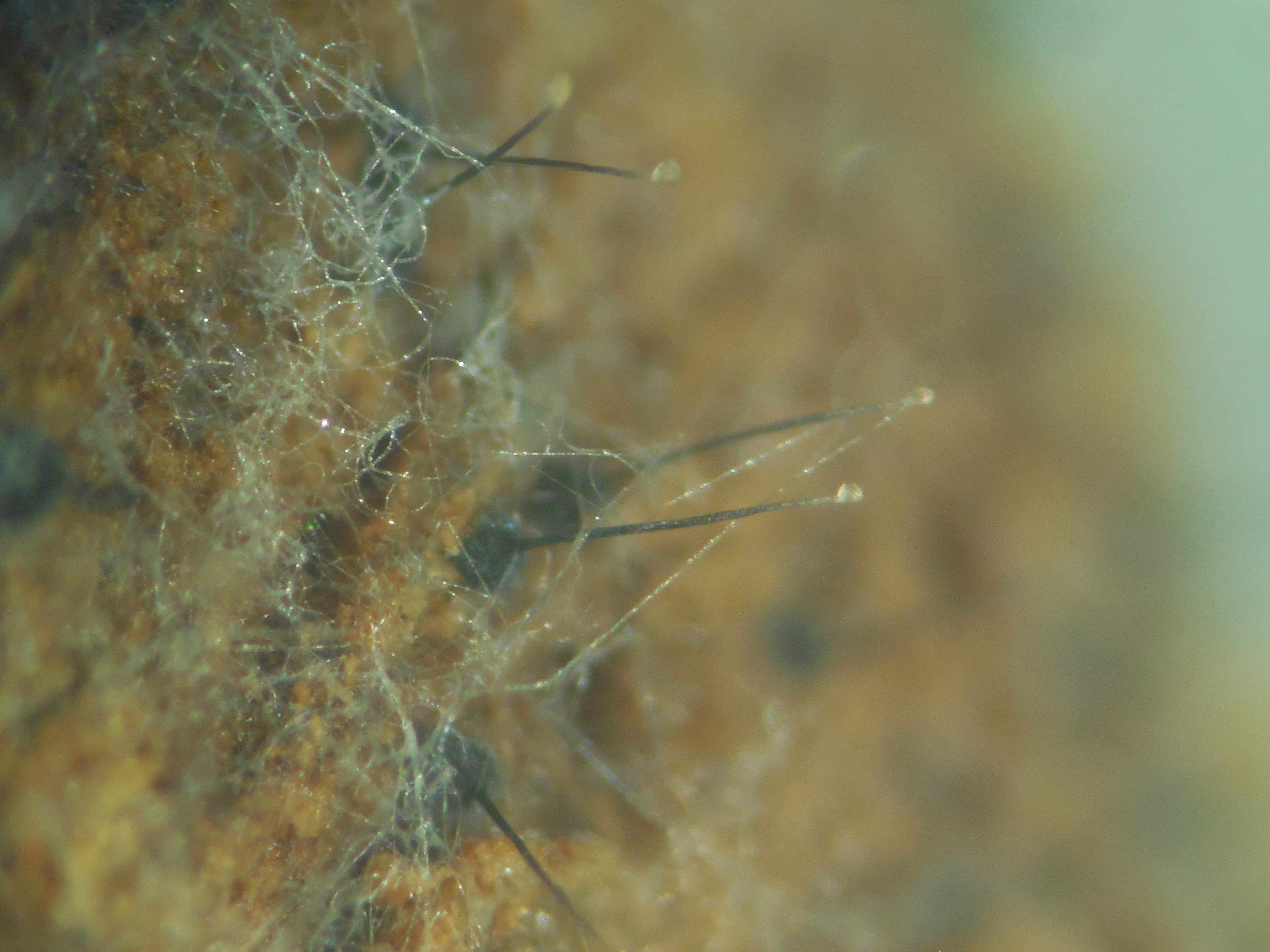 Periteci di Ceratocystis platani (Foto di: Luana Giordano, SFR Lombardia)