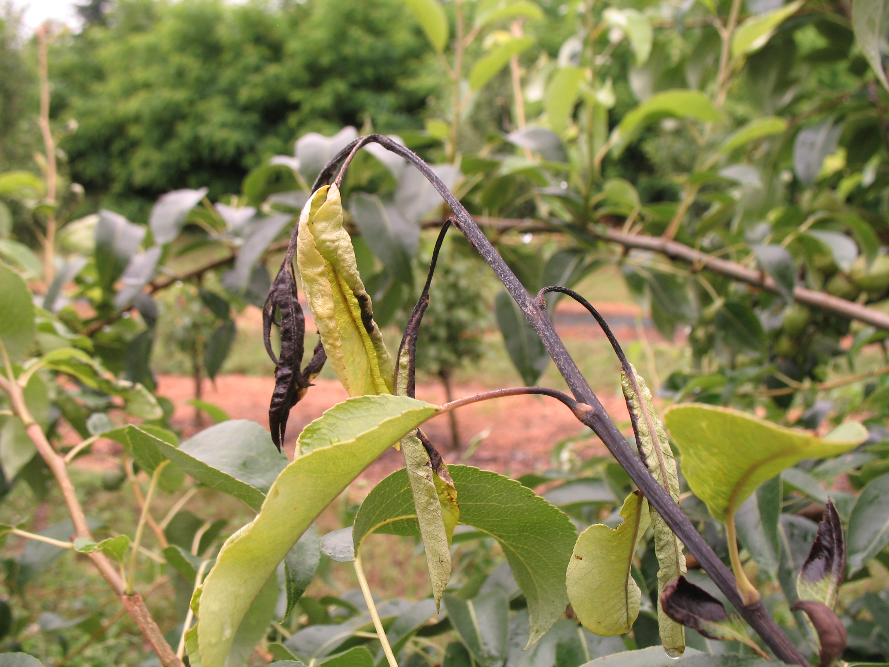 Disseccamento da Erwinia amylovora (Foto di: SFR Lombardia)
