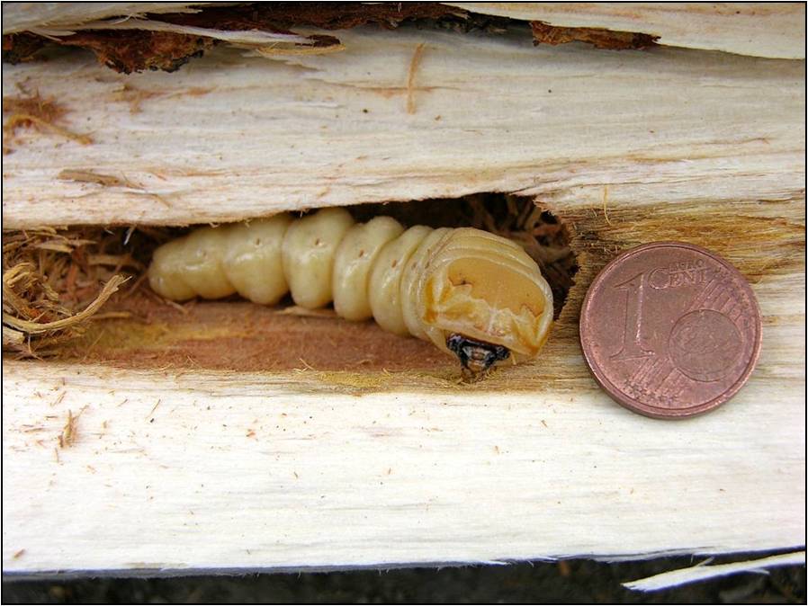 Larva di Anoplophora chinensis (Foto di: SFR Lombardia)
