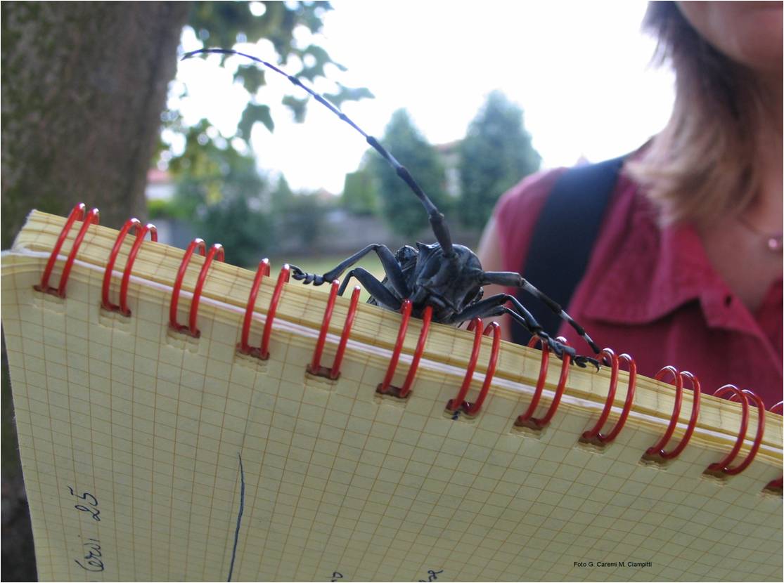 Adulto di Anoplophora chinensis (Foto di: SFR Lombardia)