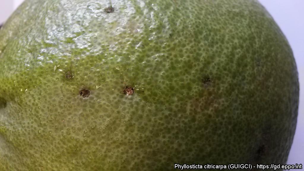 Macchia nera degli agrumi da Phyllosticta citricarpa su Citrus grandis importato dal Bangladesh (Foto di: EPPO Global Database, 2021)