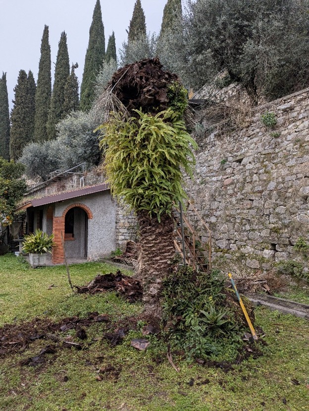 Palma colpita da punteruolo