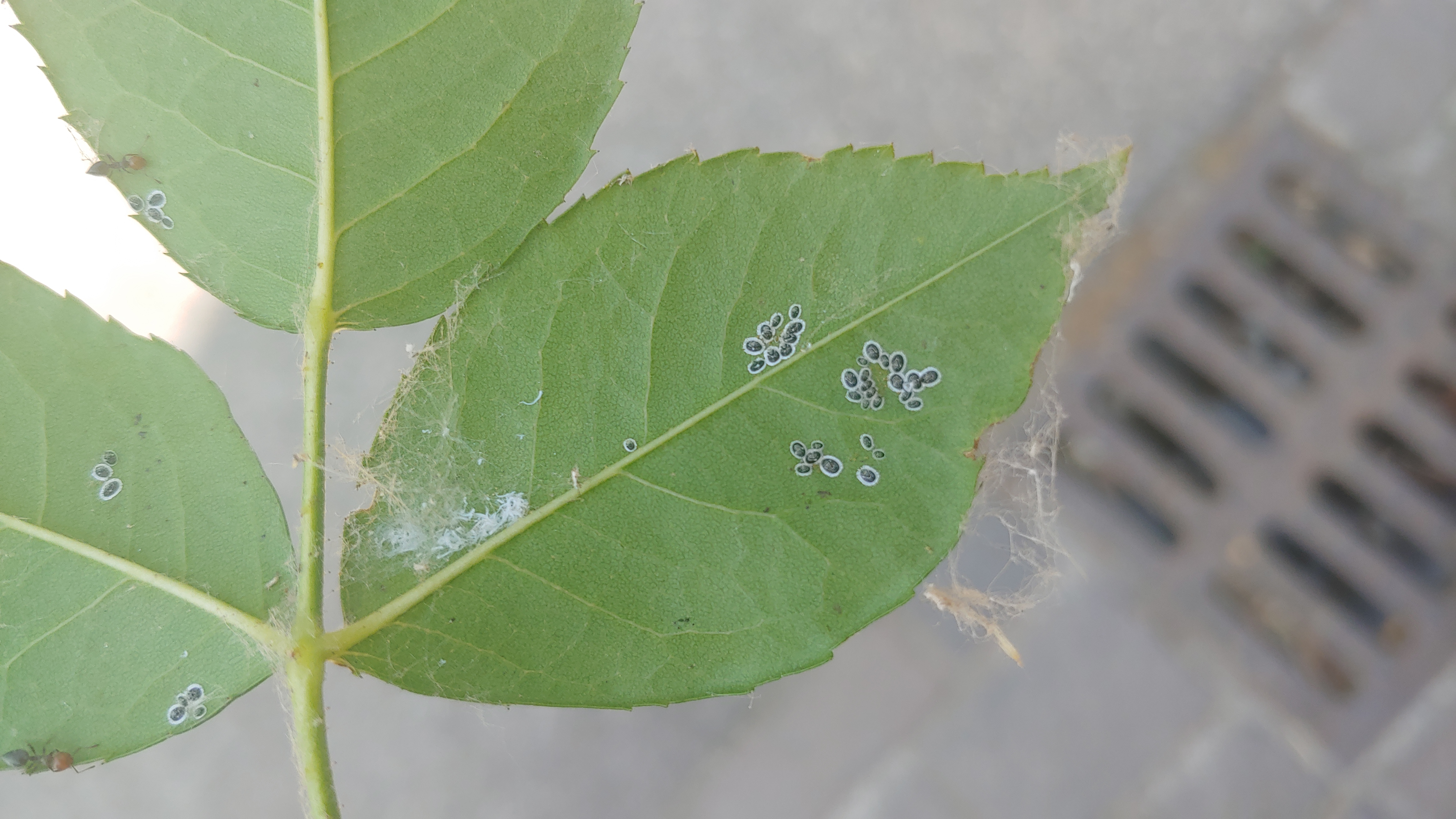 Aleurocanthus spiniferus