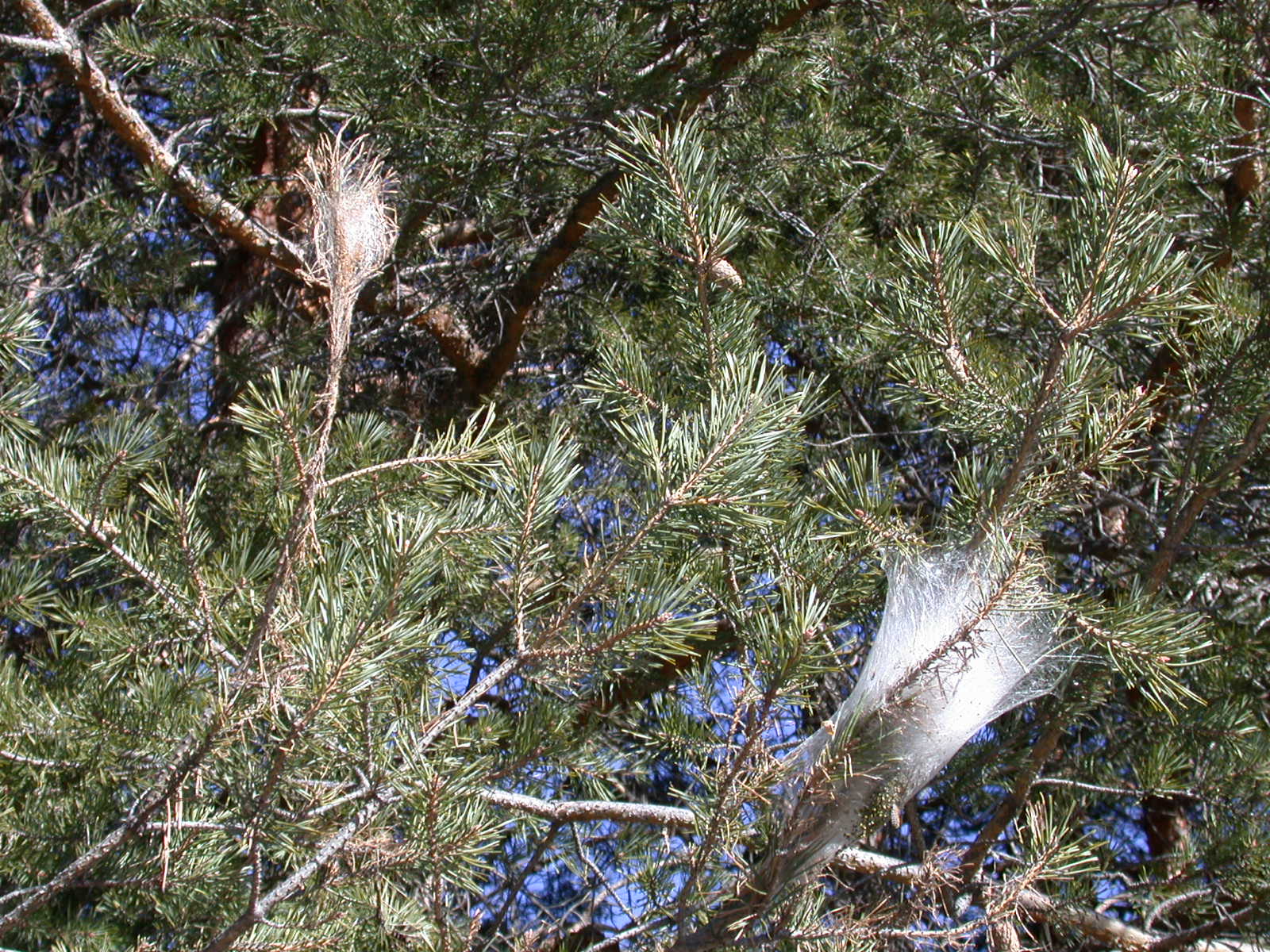 Processionaria del pino