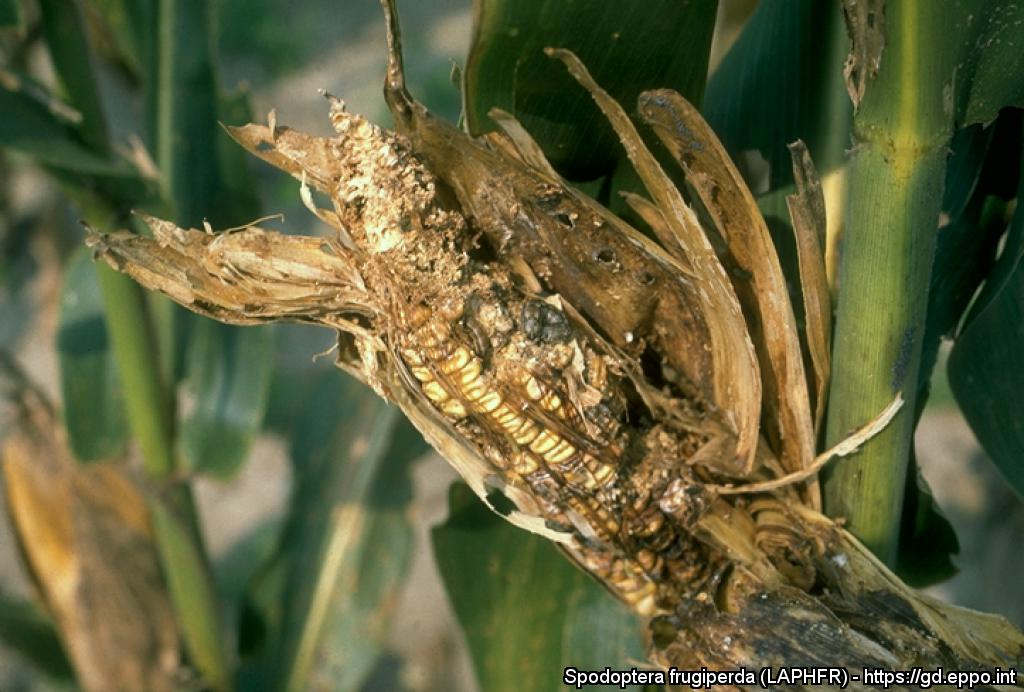 Mais danneggiato dalle larve di Spodoptera frugiperda