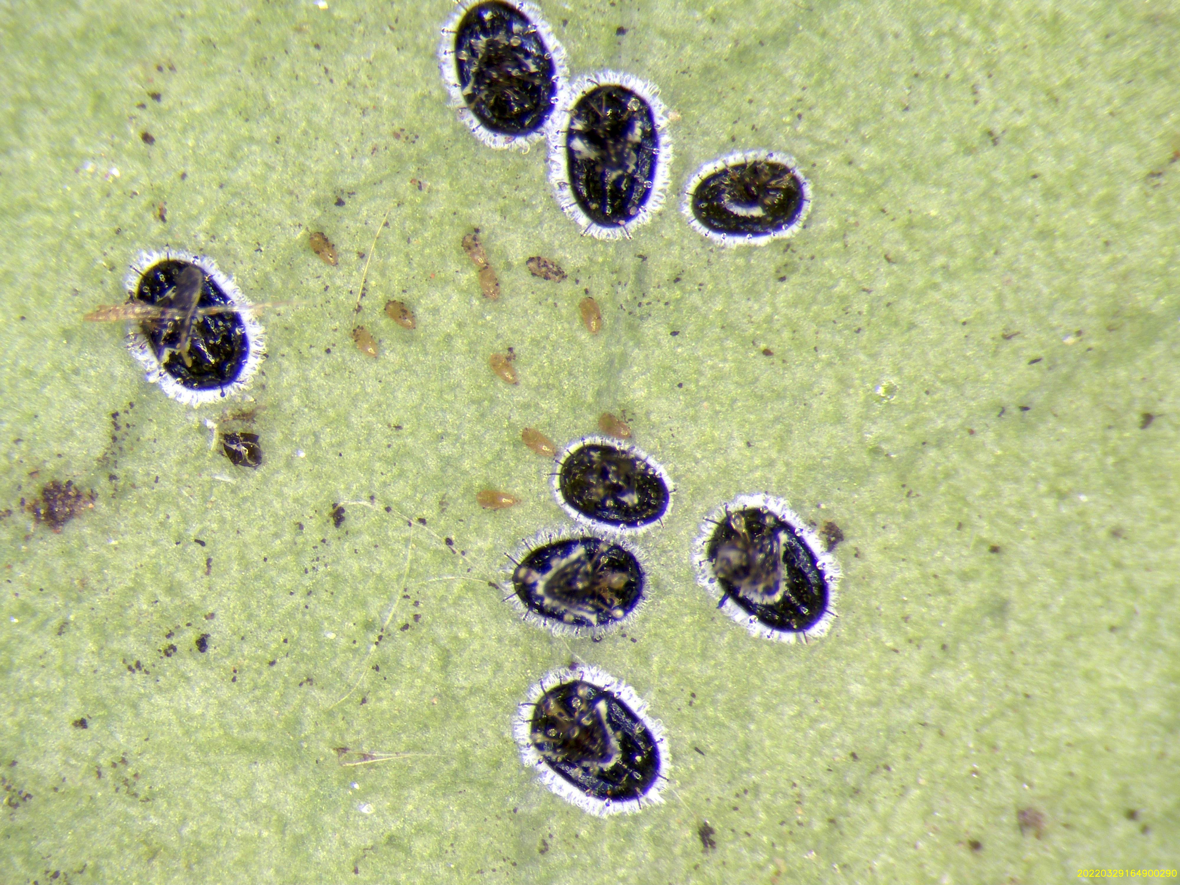 Aleurocanthus spiniferus