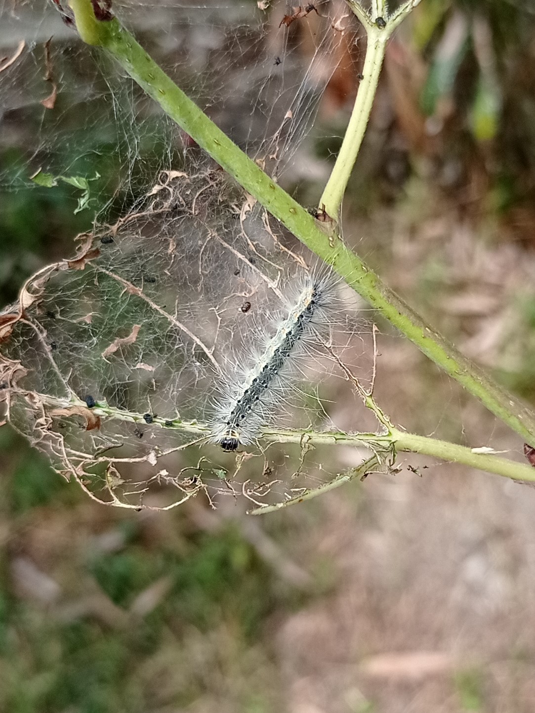 Larve di ifantria americana