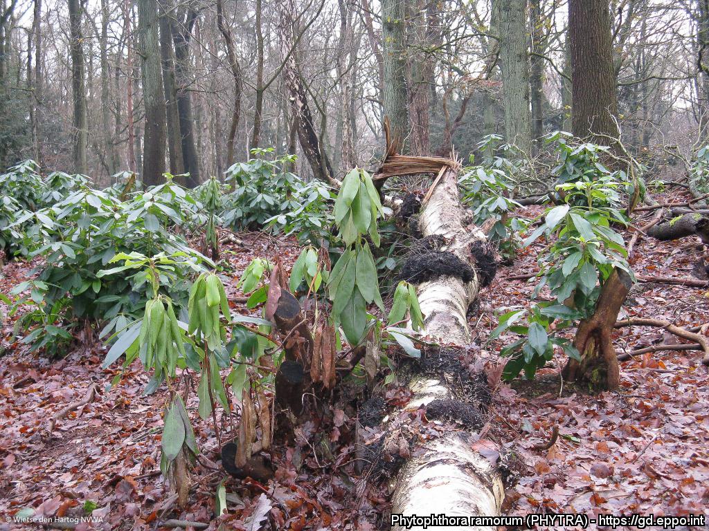 Phytophthora ramorum