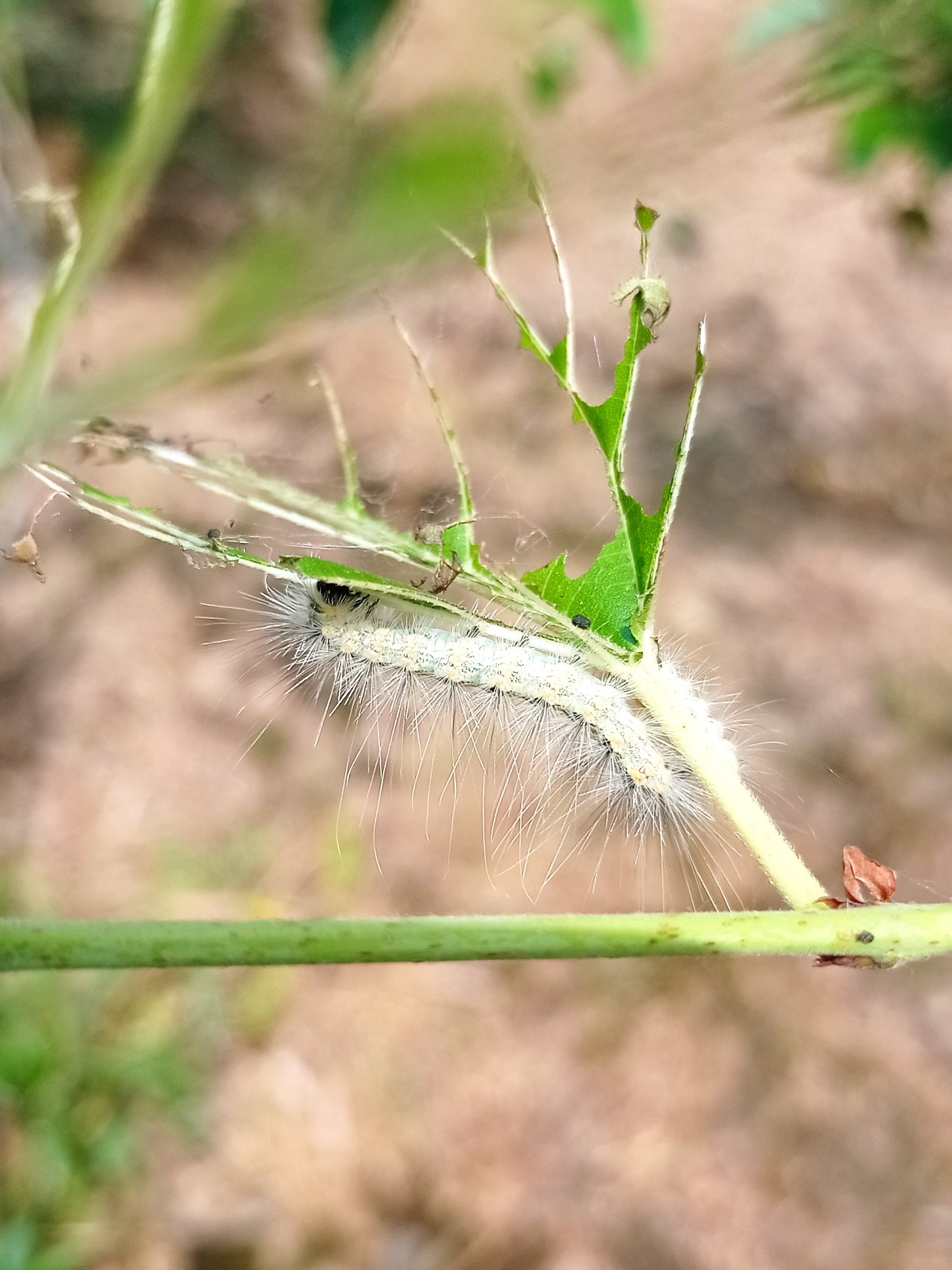 Larve di ifantria americana