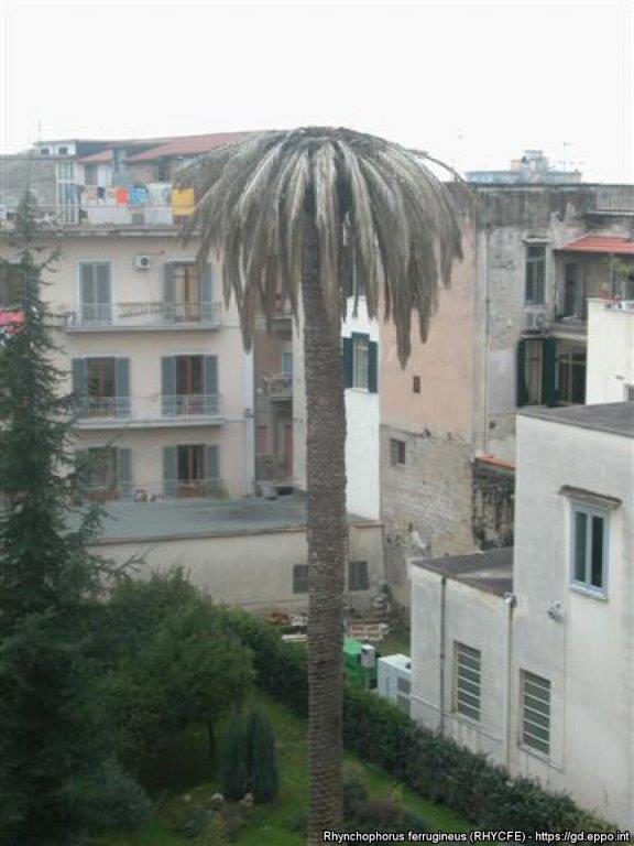 Punteruolo 3