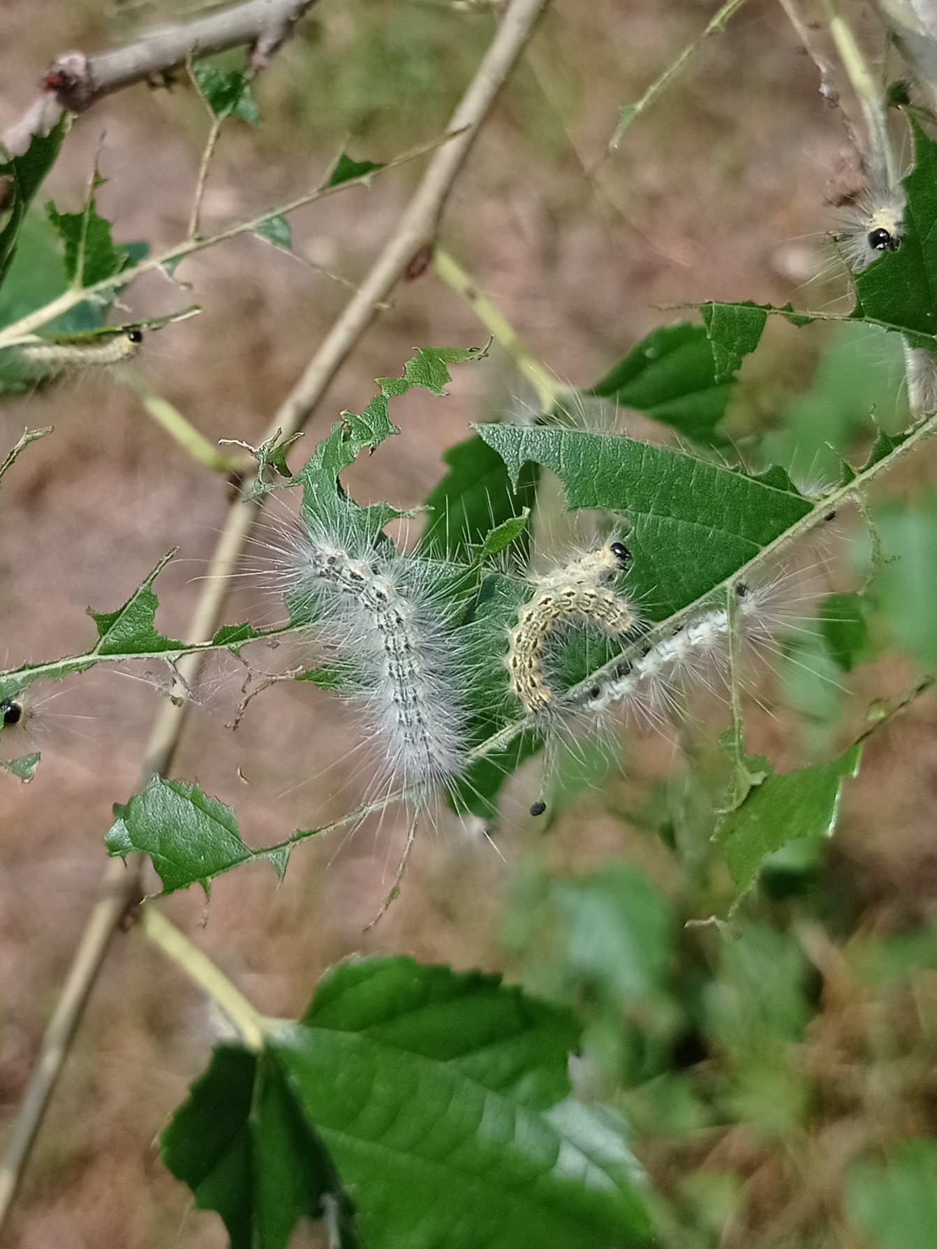 Larve di ifantria americana