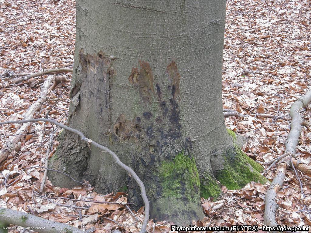 Phytophthora ramorum