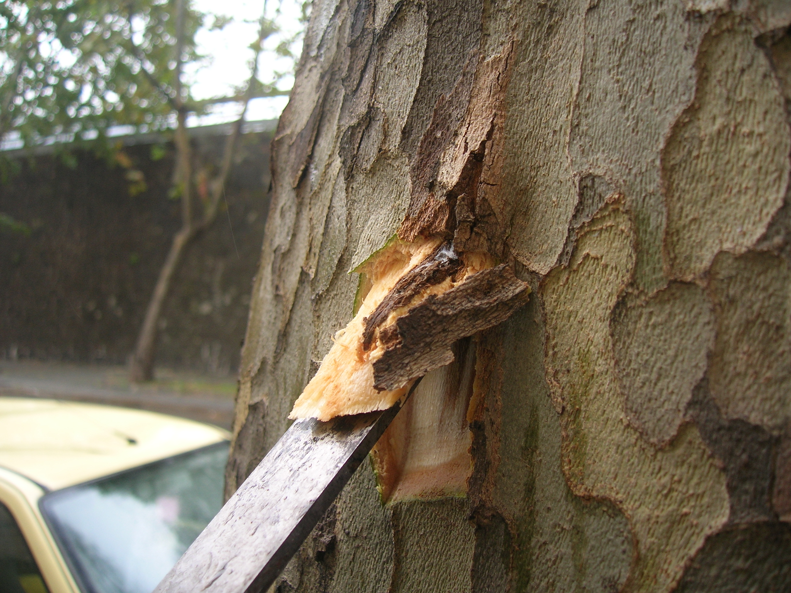 Prelievo di un campione sottocorticale di legno di platano per l'analisi di laboratorio (Foto di: Luana Giordano, SFR Lombardia)