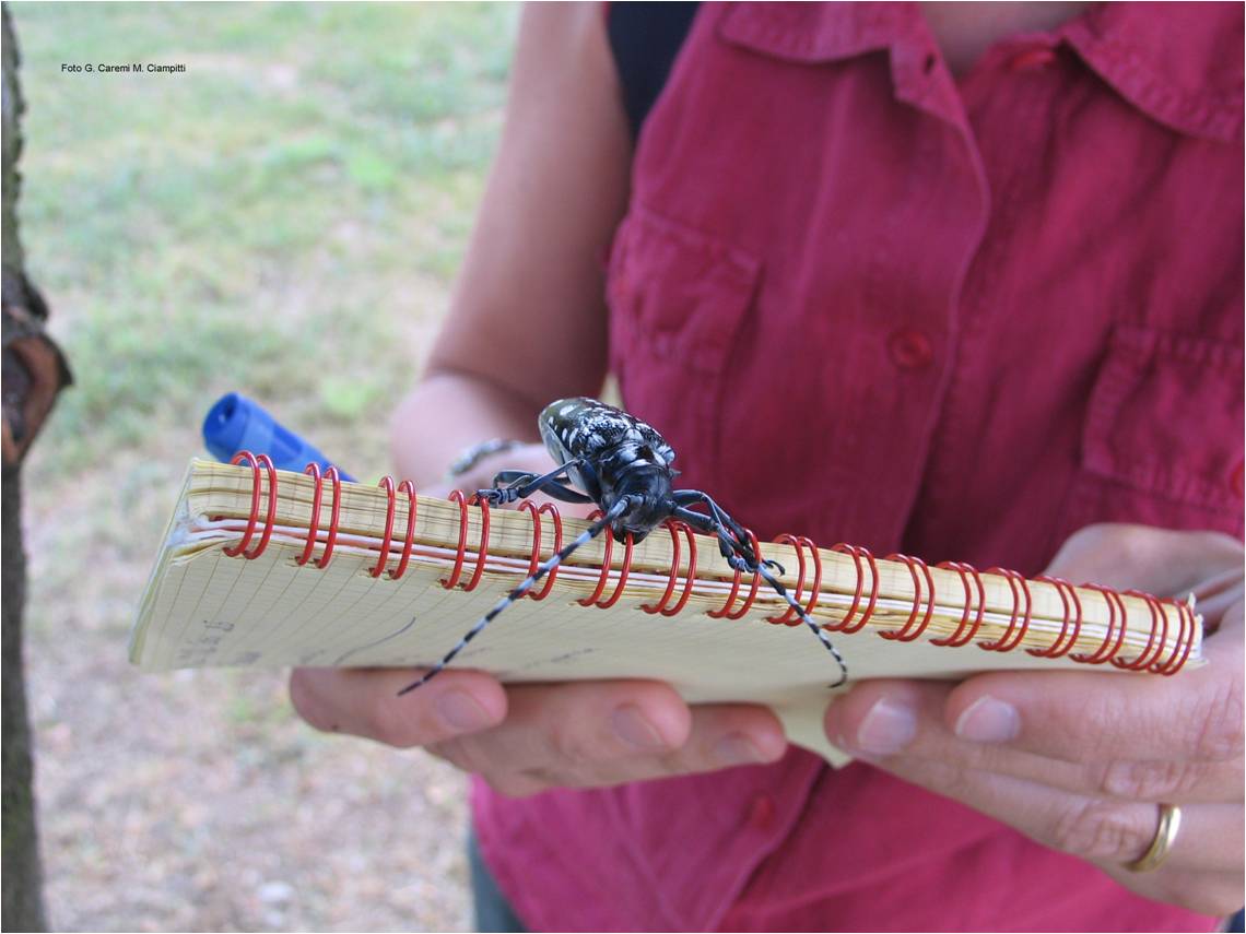 Adulto di Anoplophora chinensis (Foto di: SFR Lombardia)