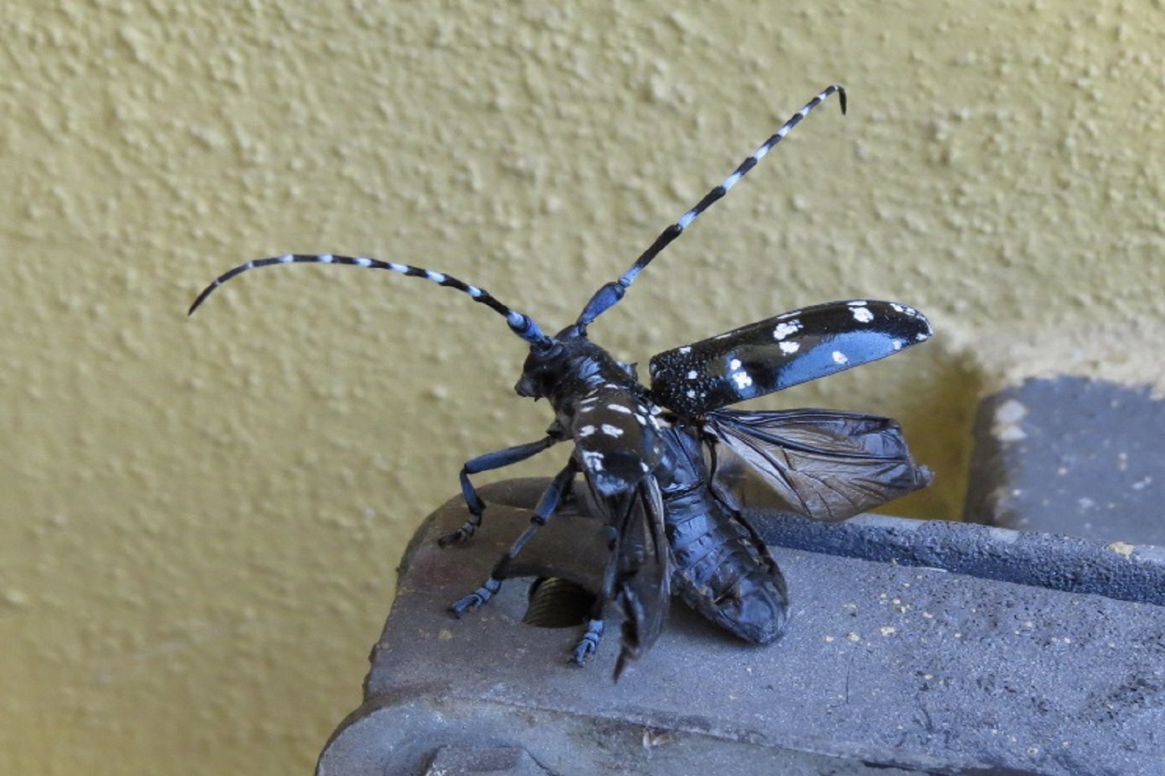 Adulto di Anoplophora chinensis (Foto di: Servizio Fitosanitario della Regione Lombardia)