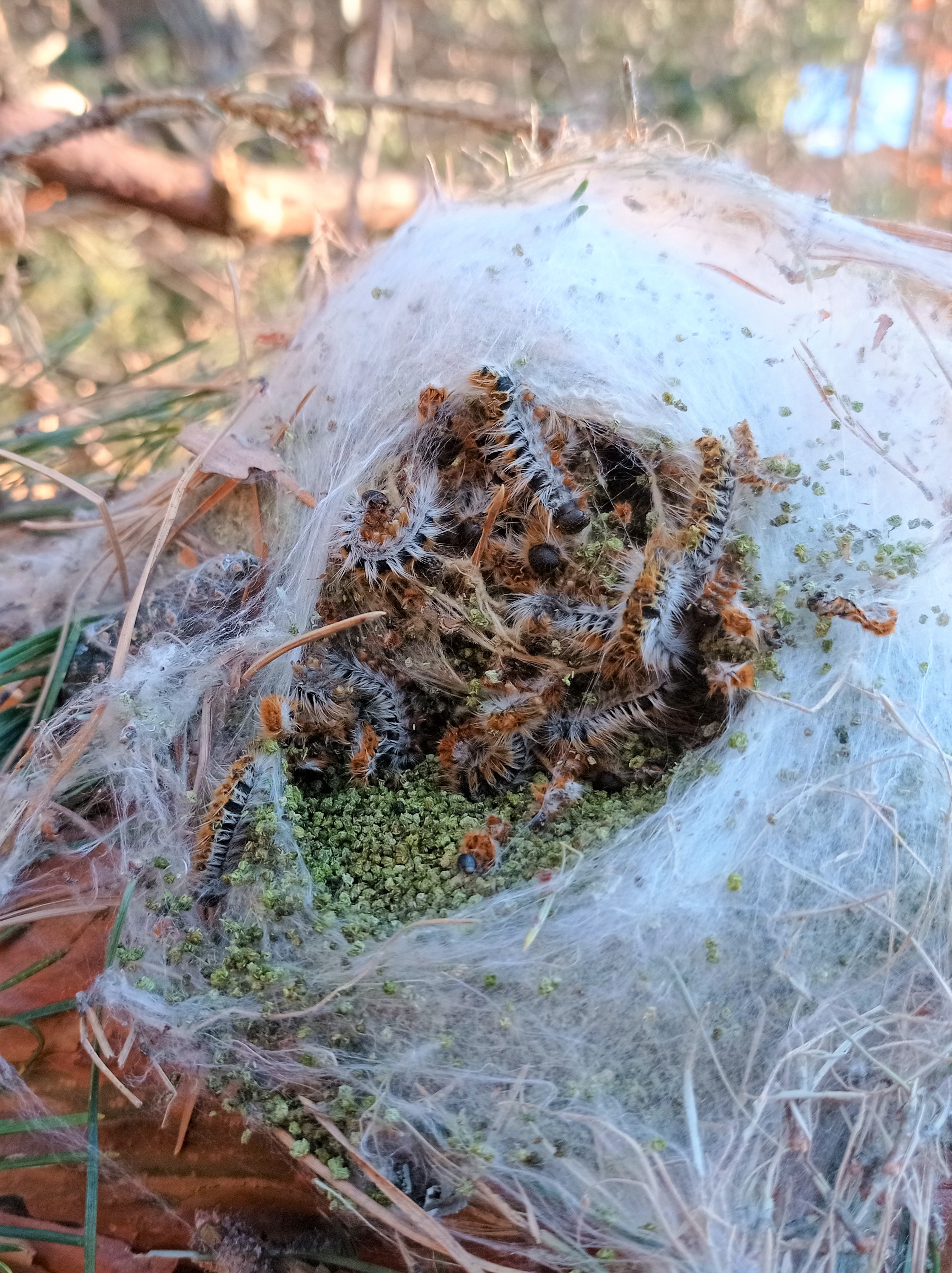 Processionaria del pino