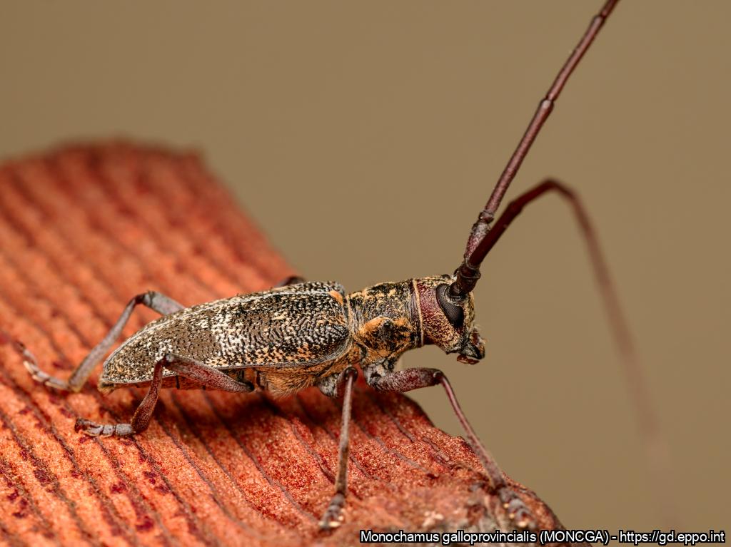 Monochamus