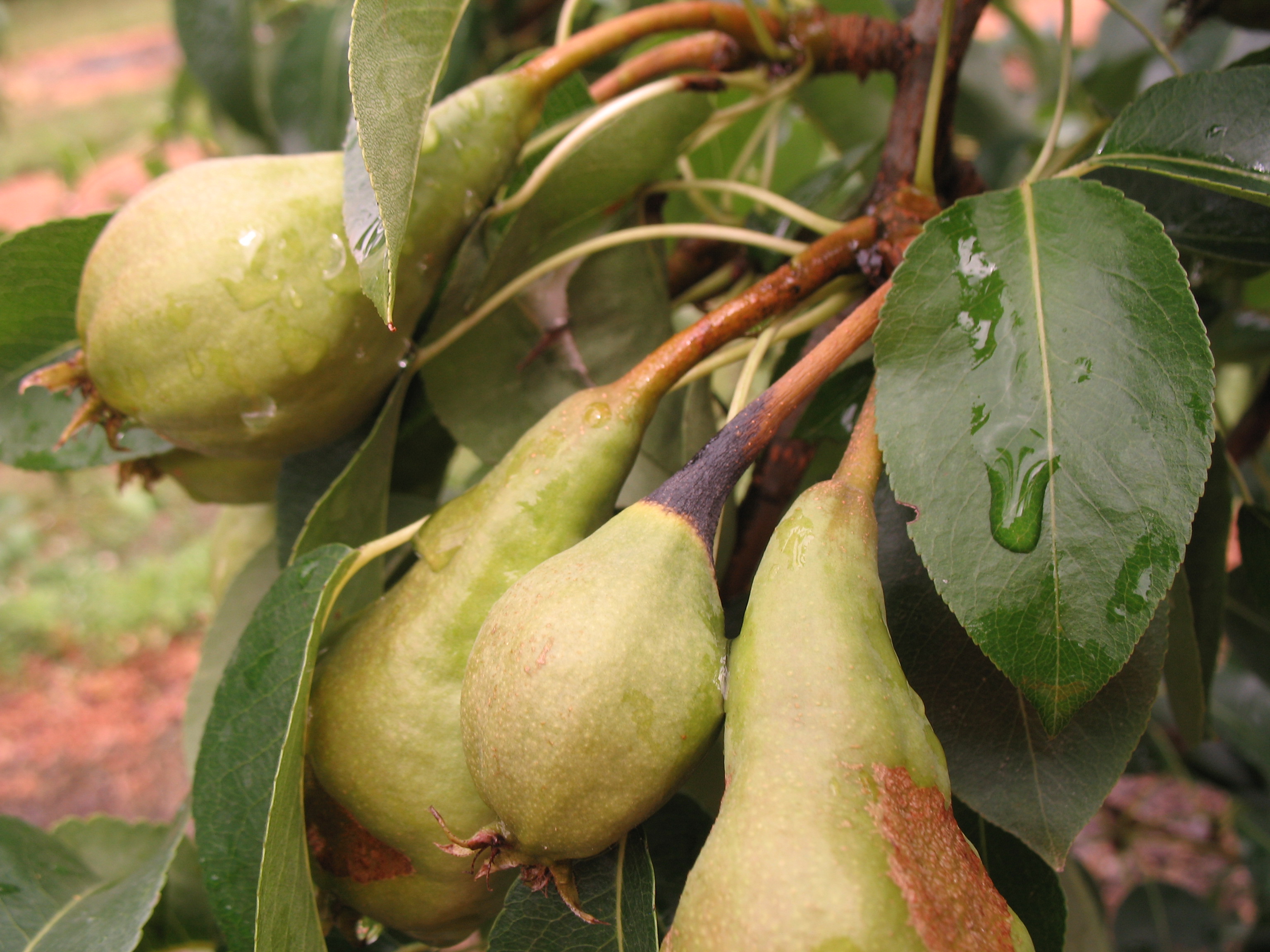 Necrosi a livello del picciolo del frutto da Erwinia amylovora (Foto di: SFR Lombardia)